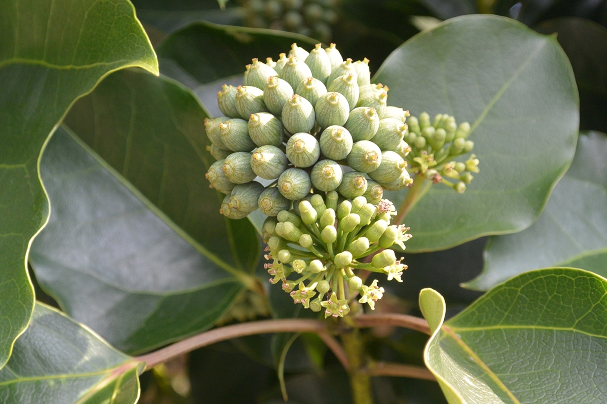 더 황칠 메디컬 숲 전경 사진 2